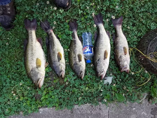Largemouth