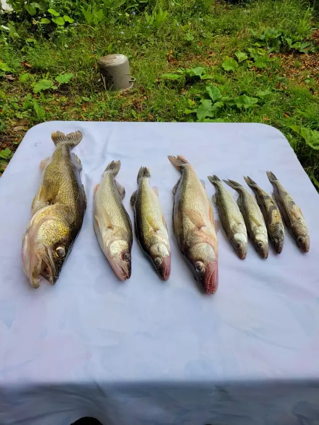 Walleyes