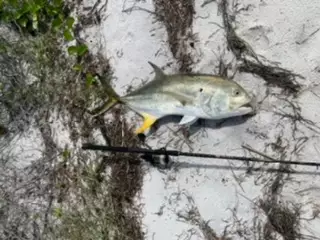 Crevalle Jack and a bull red fish - gulf coast surf cast slam
