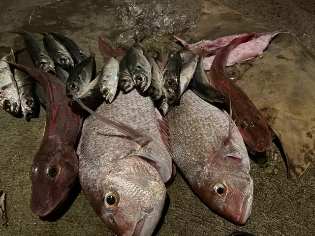 Snapper and other fish