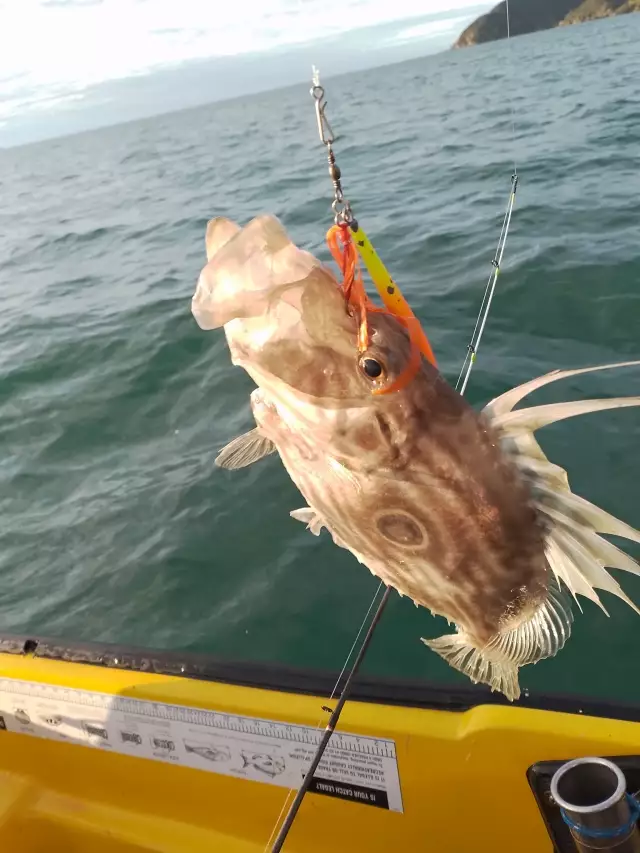 John dory
