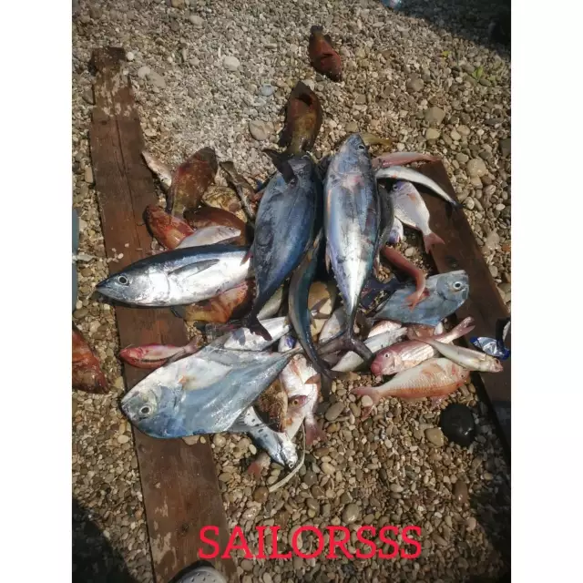 Tuna and assorted fish