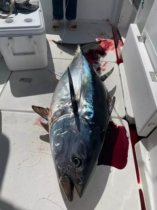 Bluefin 160kg