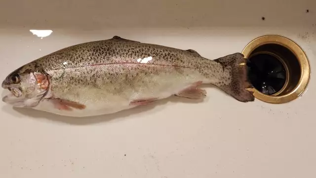 Rainbow trout - Riley Creek Idaho