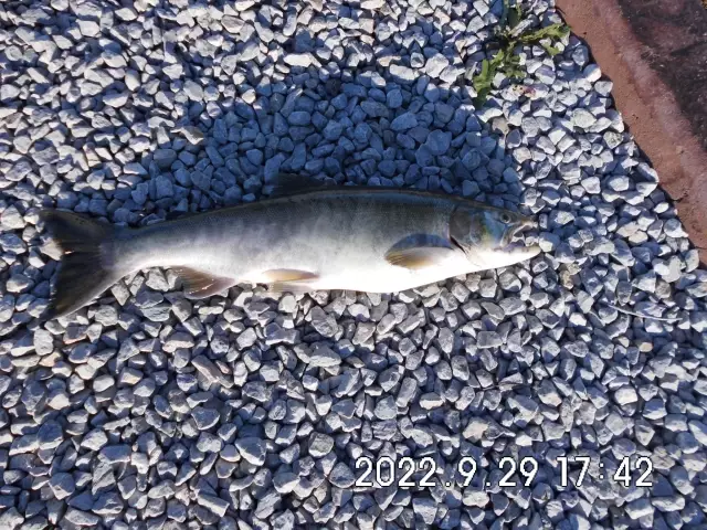 6# Coho salmon