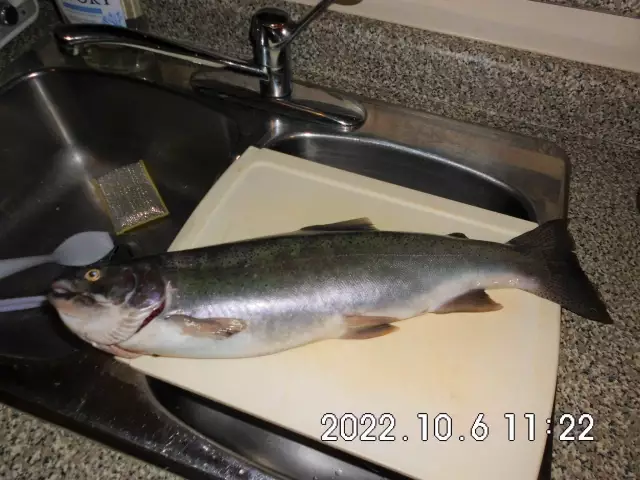 A 4# Rainbow trout