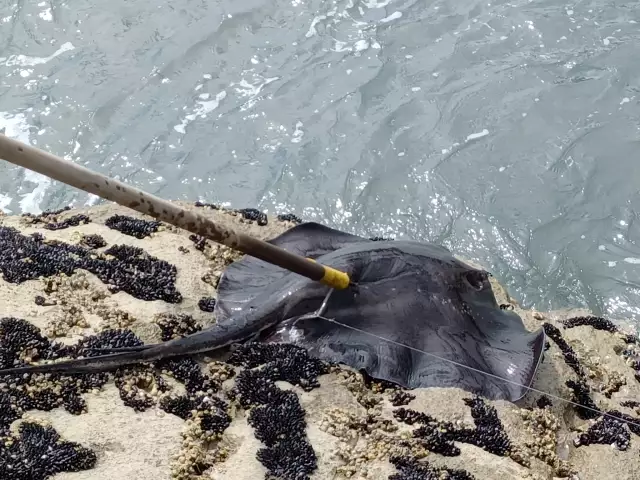 NZ Stingray