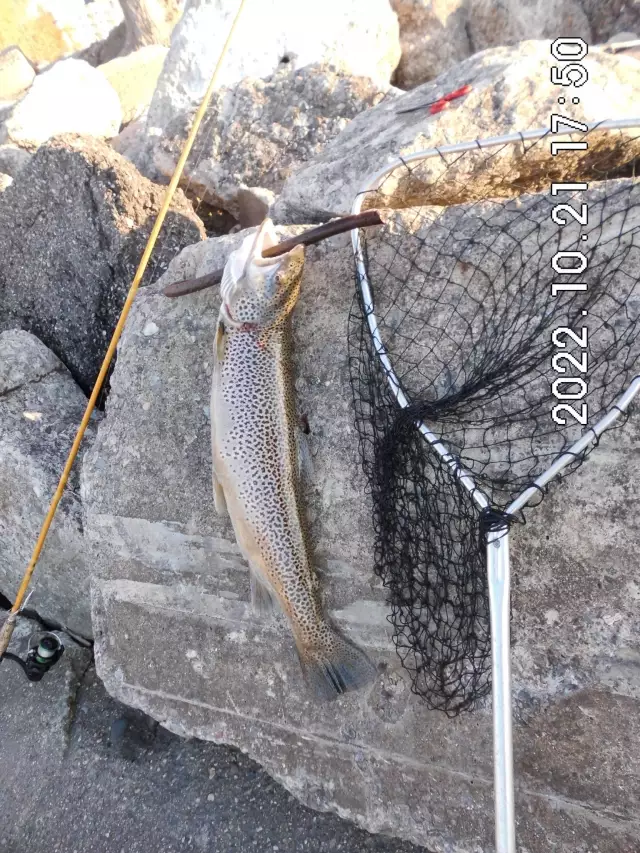 Brown Trout, 8.5#