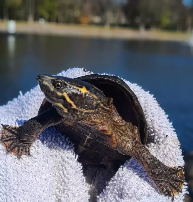 Baby Snapper