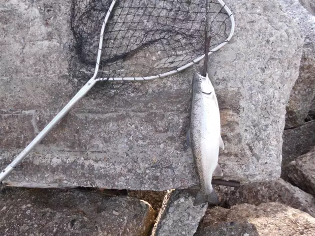 Rainbow Trout, about 3#