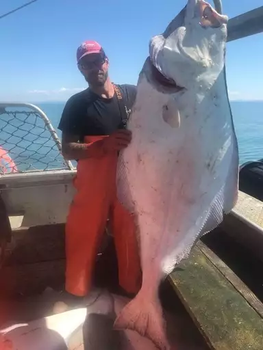 Halibut