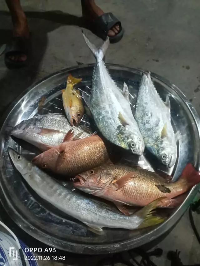Baracuda, Red Snapper, Queen and Gold Line Sea Bream on 26Nov2022
