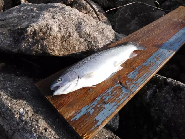 A nice 5.5# rainbow trout