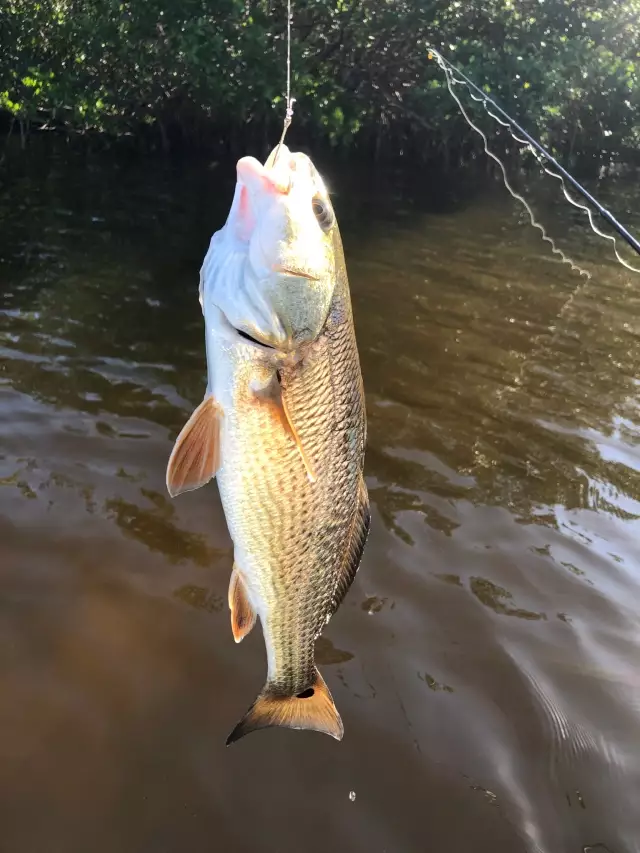 Redfish  Fishing Photo