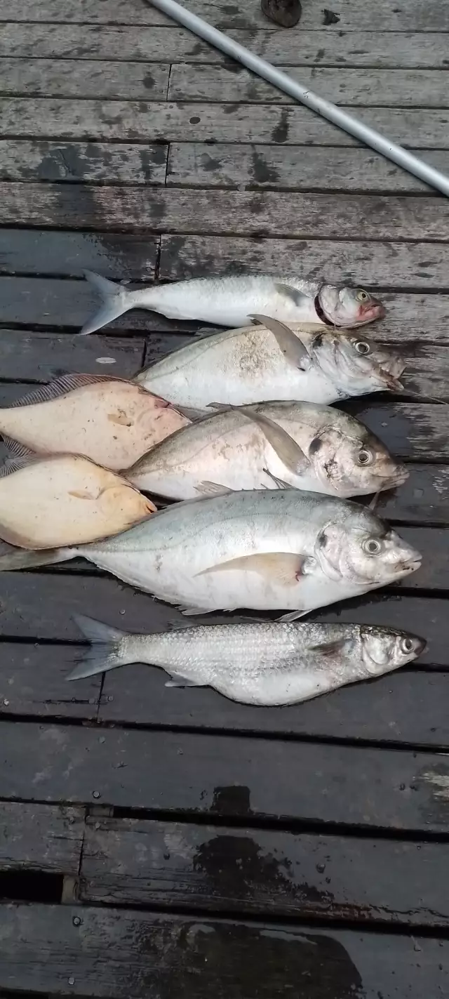 Kahawai, Trevally, Flounder, Mullet
