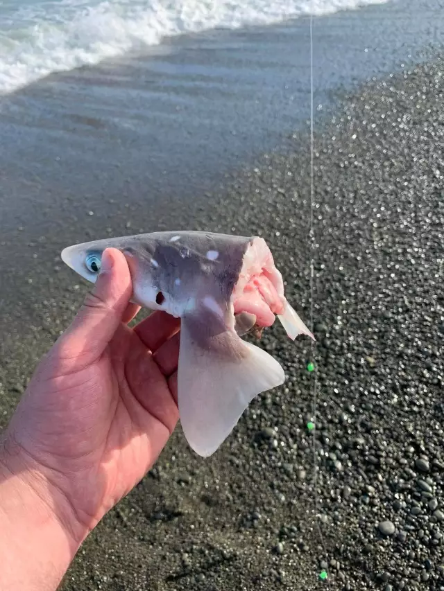 Dogfish