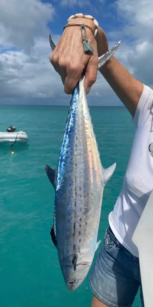 Spanish Mackerel