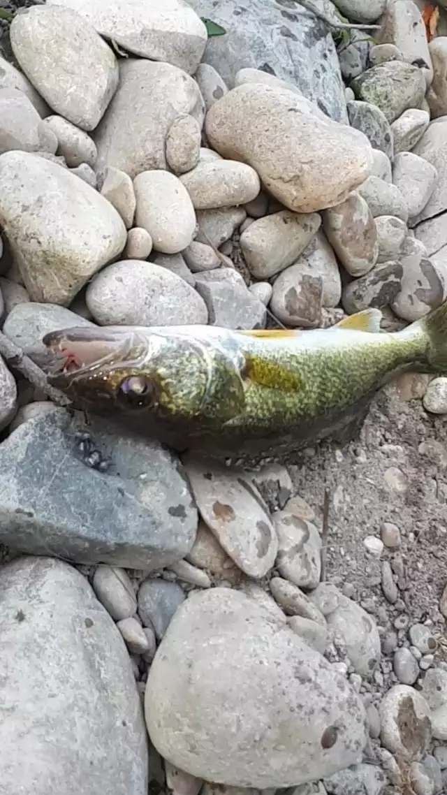 Walleye