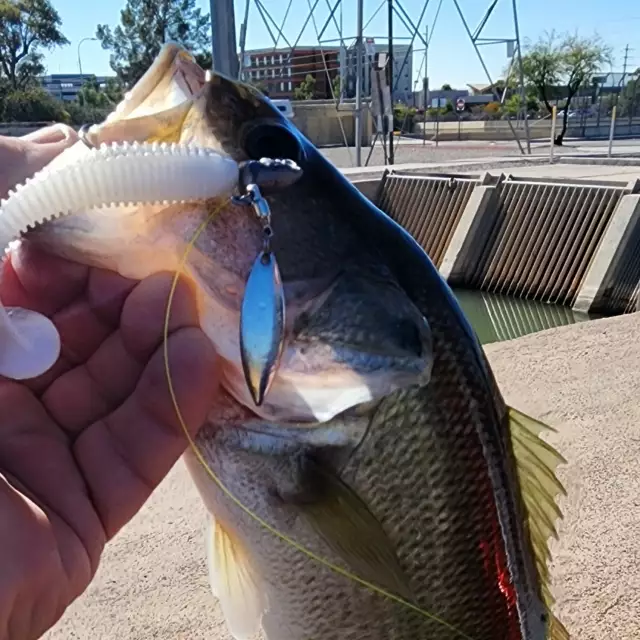 Largemouth