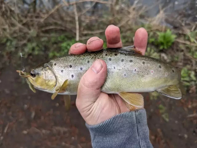 Brown Trout