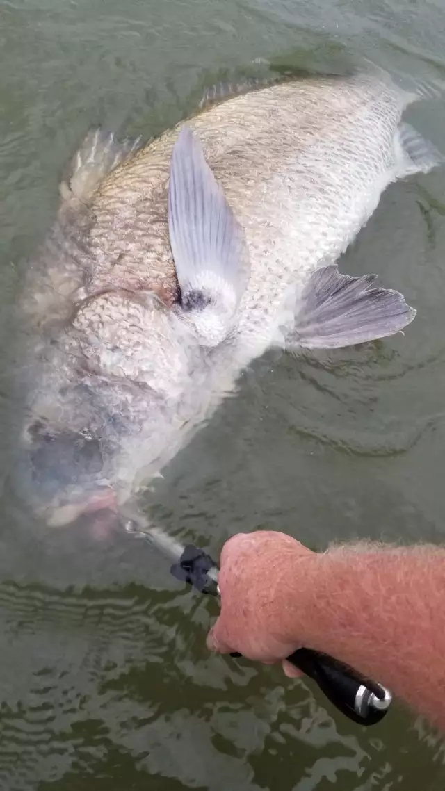 Black Drum