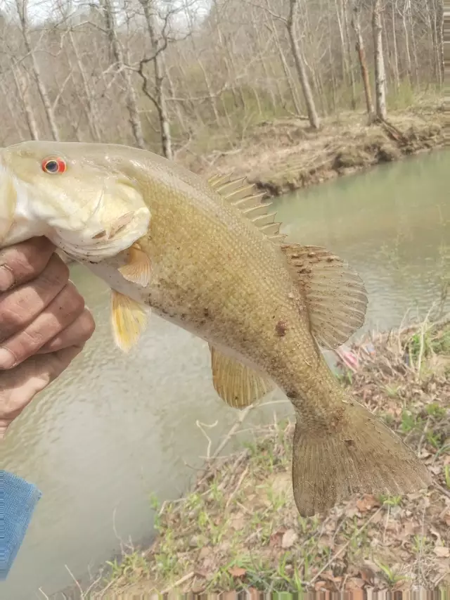 Small mouth