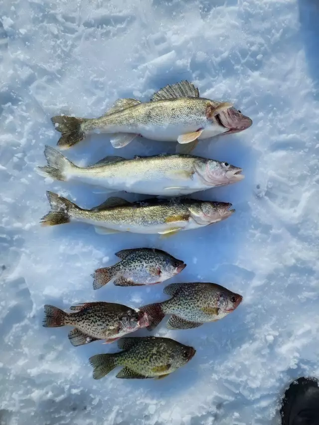 Walleye and crappie