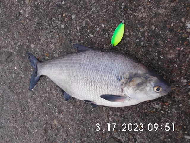 a stinking shad, junk fish