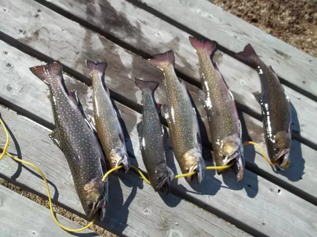 Speckled trout and Lake Trout