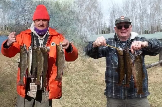 Brook trout