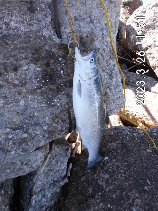 A 3# Coho salmon