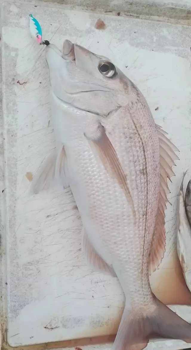 Snapper