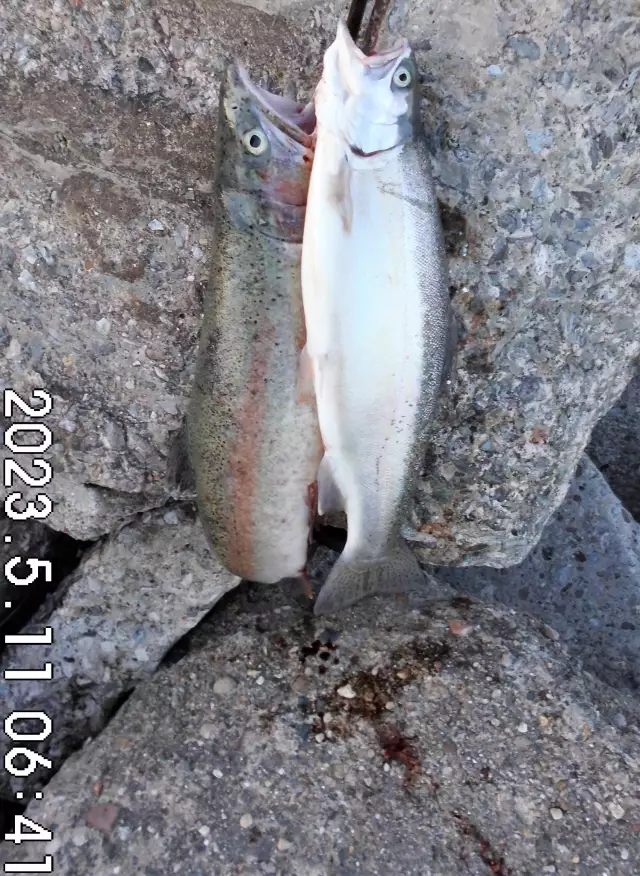 a 2# rainbow trout, 15 min. after the 1st. one.