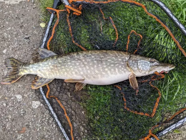 Northern Pike