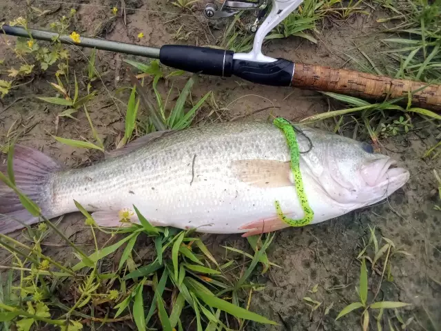 Largemouth bass