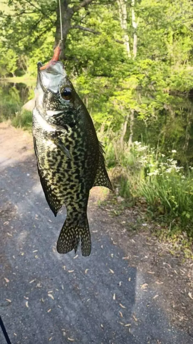 Black Crappie