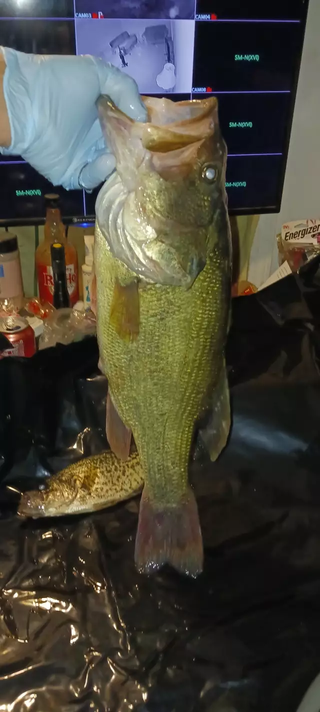 Largemouth 7lbs