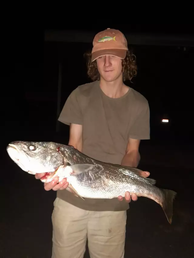Jewfish