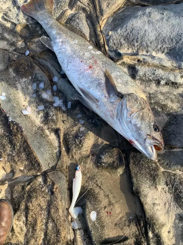 24lb Jewfish