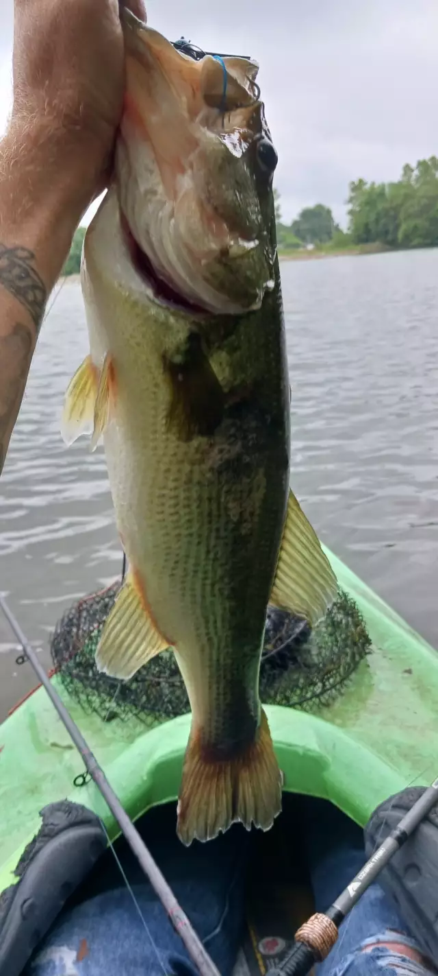 Lmb