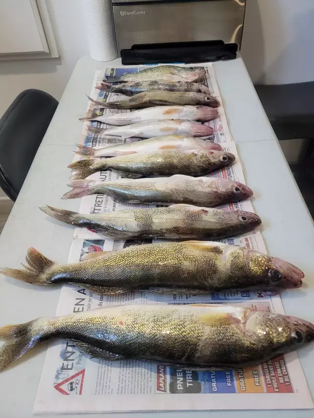 Walleye