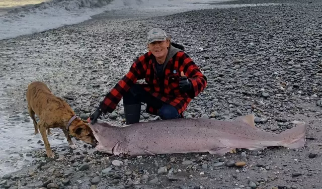 Big pregnant female 7 gill shark