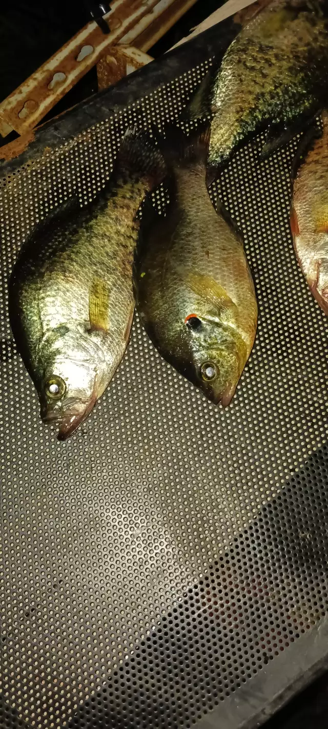 Red ear and crappie