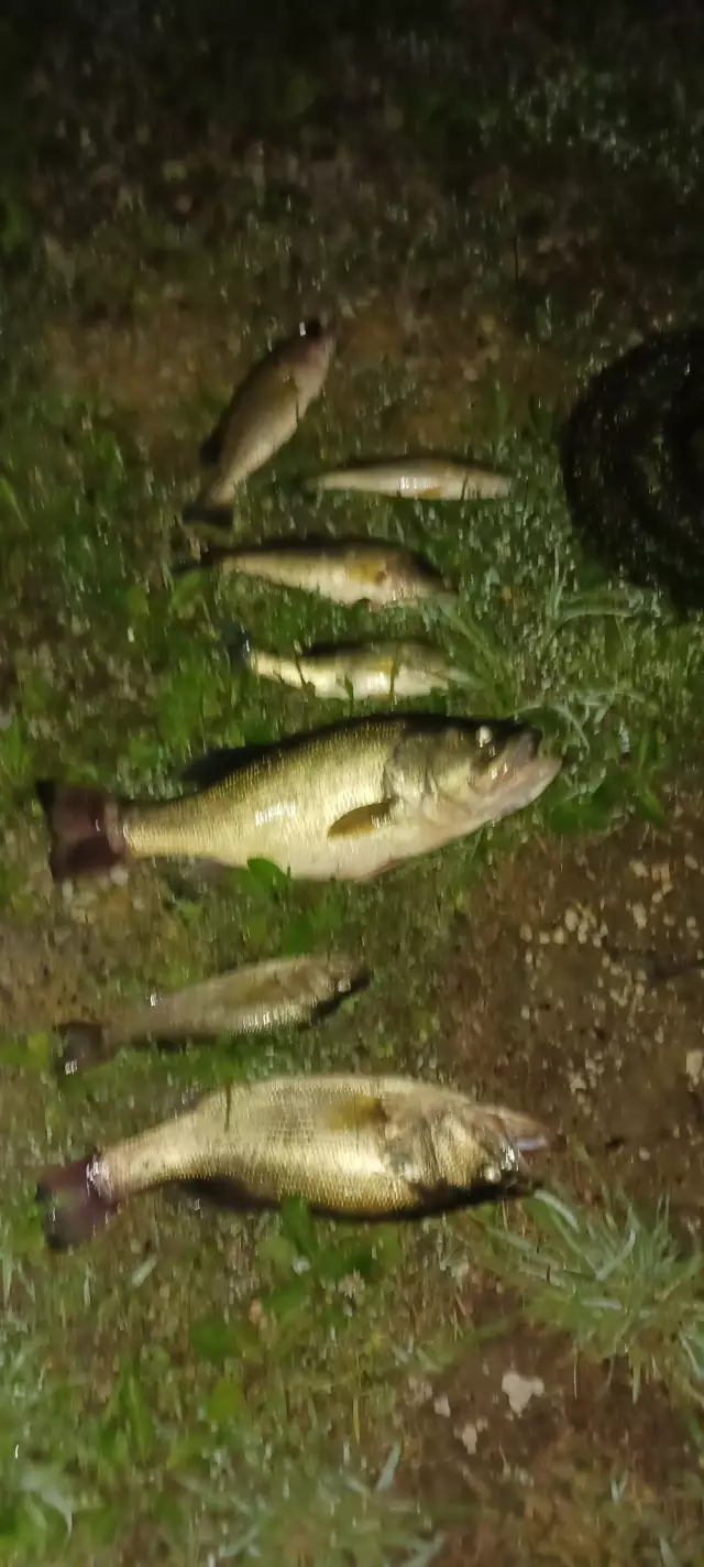 LMB