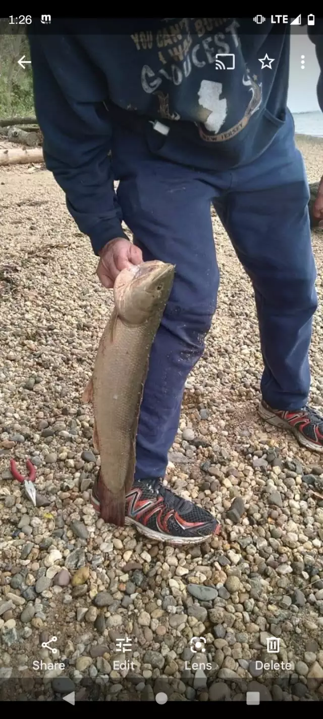 Bowfin