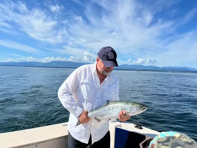 Chinook Salmon