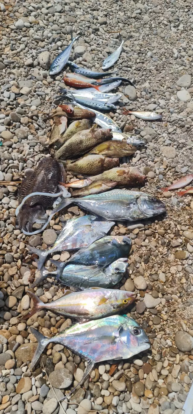 Fishing for amberjack