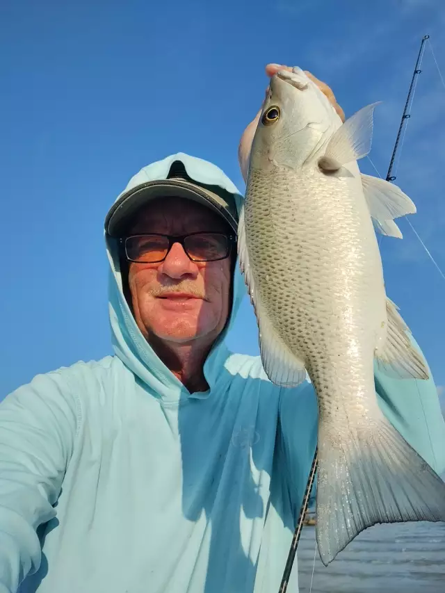 Mangrove Snapper