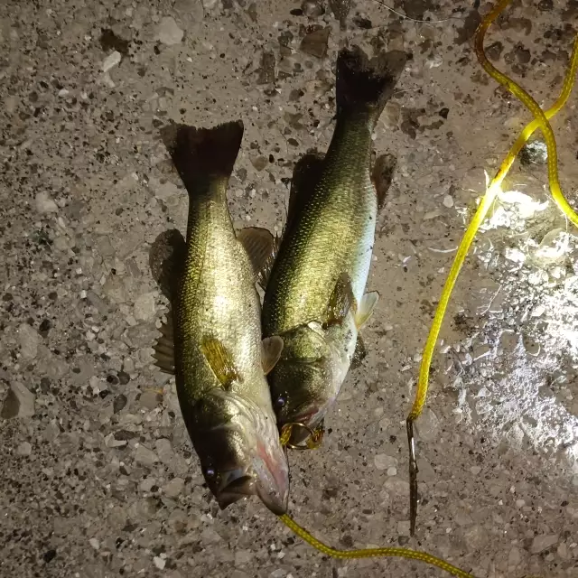 Bass