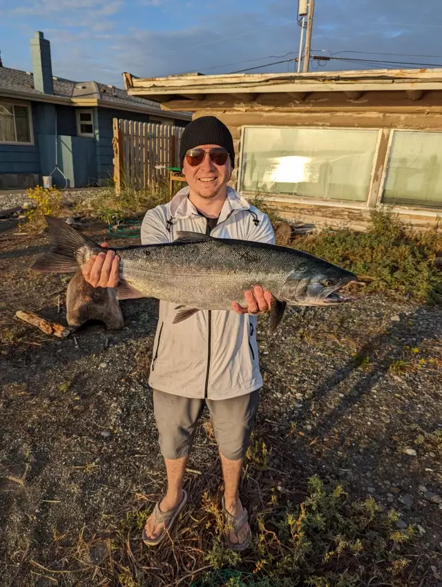 13.5 lb hatchery coho